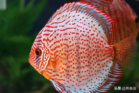 養幾隻魚比較好|養魚能招財，10條最實用的養魚風水（你一定要知道）。